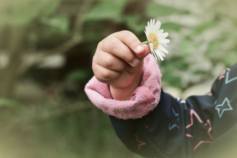 Ein Kind hält ein weißes Gänseblümchen in der Hand. Das Bild steht für gemeinsames Aufwachsen, Inklusion und Teilhabe von Anfang an und begleitet einen Beitrag der VorSchulischen Beratung von integration wien zur inklusiven Betreuung bei Tageseltern.